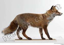 Whole Body Fox Animal photo references